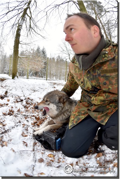 Europäischer Wolf Huka